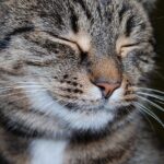 What Makes Some Cats More Cuddly Than Others