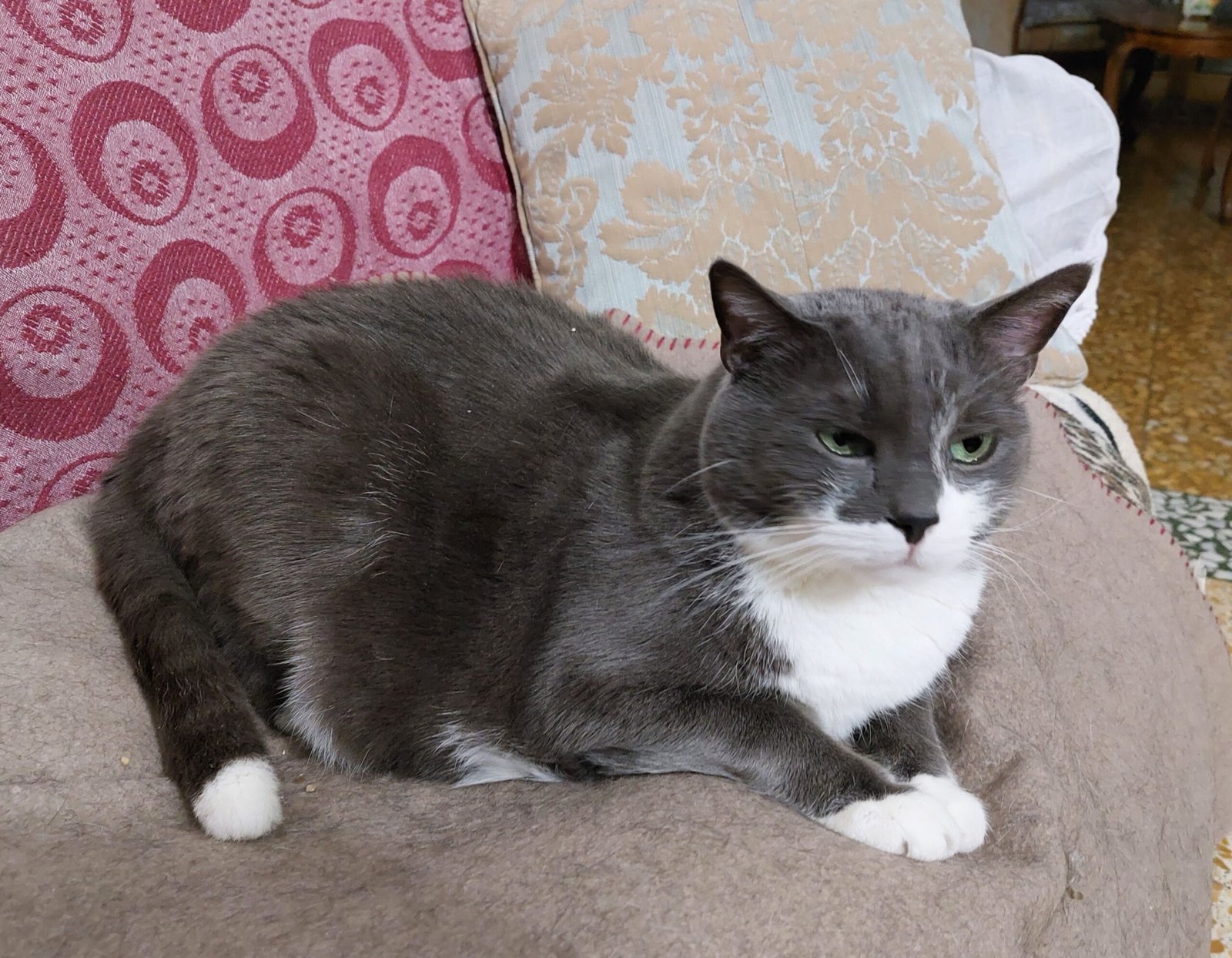 Quiet Companions (image credits: wikimedia)