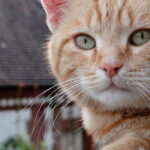 Why Cats Make the Ultimate Low-Maintenance Best Friends