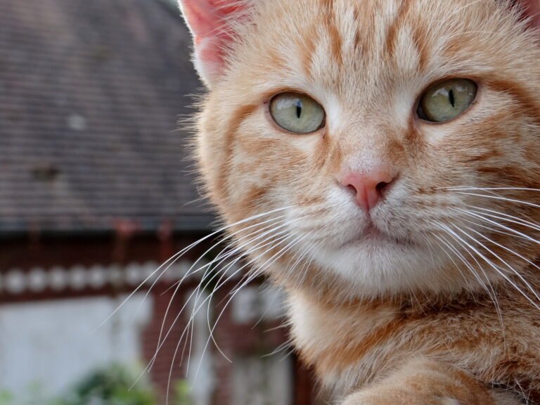 Why Cats Make the Ultimate Low-Maintenance Best Friends