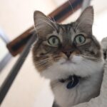How to Help a Cat Adjust to a New Routine Without Stress