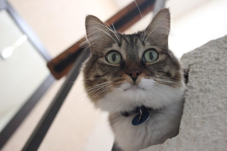 How to Help a Cat Adjust to a New Routine Without Stress