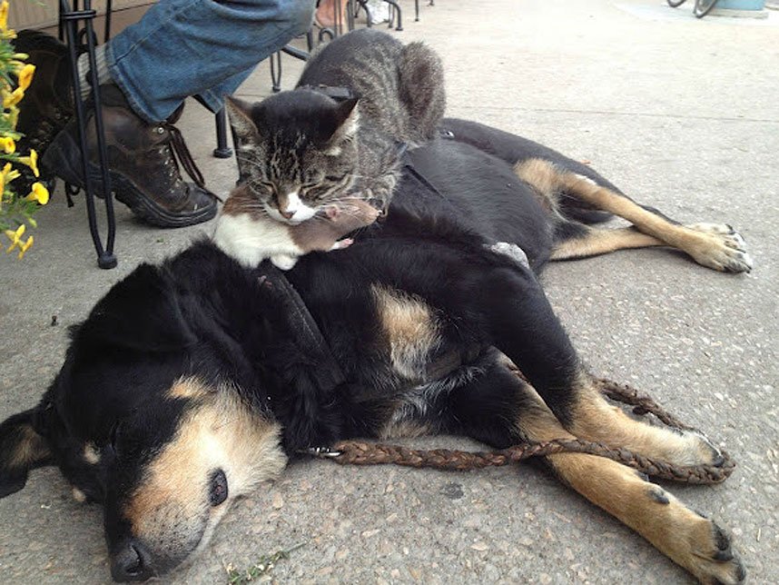 Do Cats Get Jealous? What the Science Actually Says