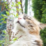 How to Tell If Your Cat Sees You as Family or Staff
