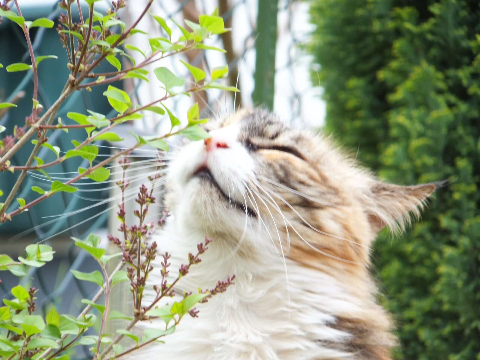 How to Tell If Your Cat Sees You as Family or Staff