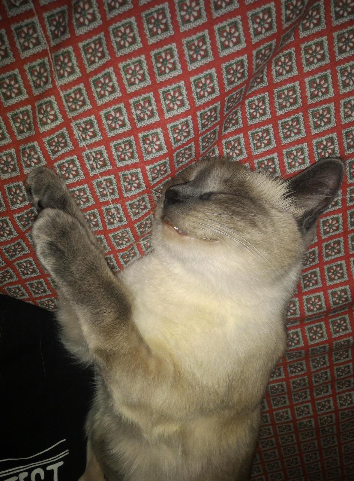 Cats Lower Your Stress Levels—Seriously! (image credits: wikimedia)