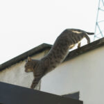 Why Cats Might Be the Healthiest Roommates You’ll Ever Have