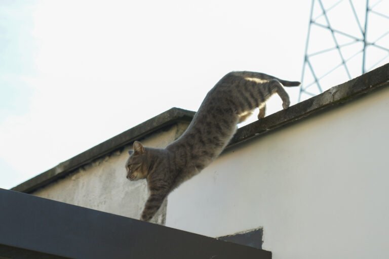 Why Cats Might Be the Healthiest Roommates You’ll Ever Have