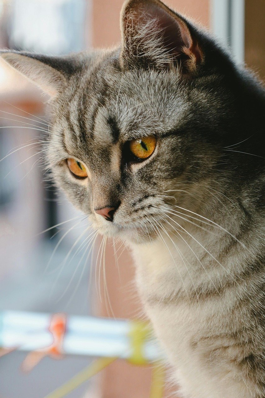 Thinking a Purring Cat is Always Happy (image credits: pixabay)
