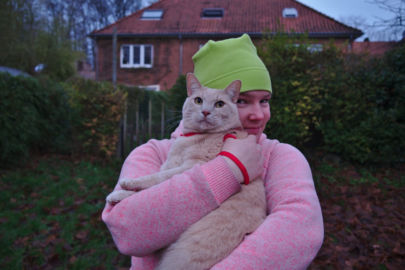 Thinking All Cats Love to Be Picked Up (image credits: wikimedia)