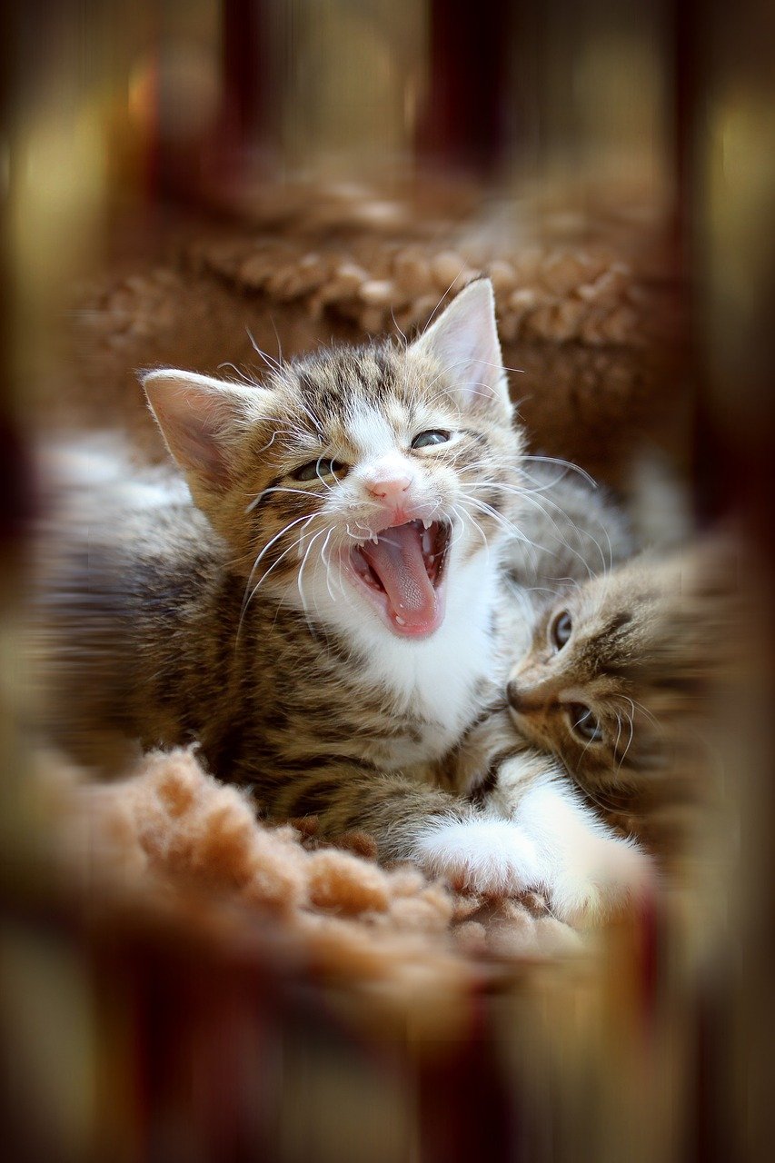 Mastering the Art of Manipulation (image credits: pixabay)