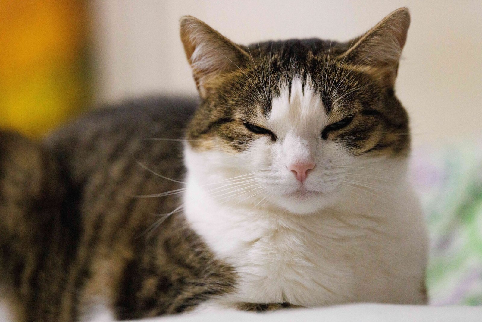 What Is Emotional Burnout in Cats? (image credits: wikimedia)