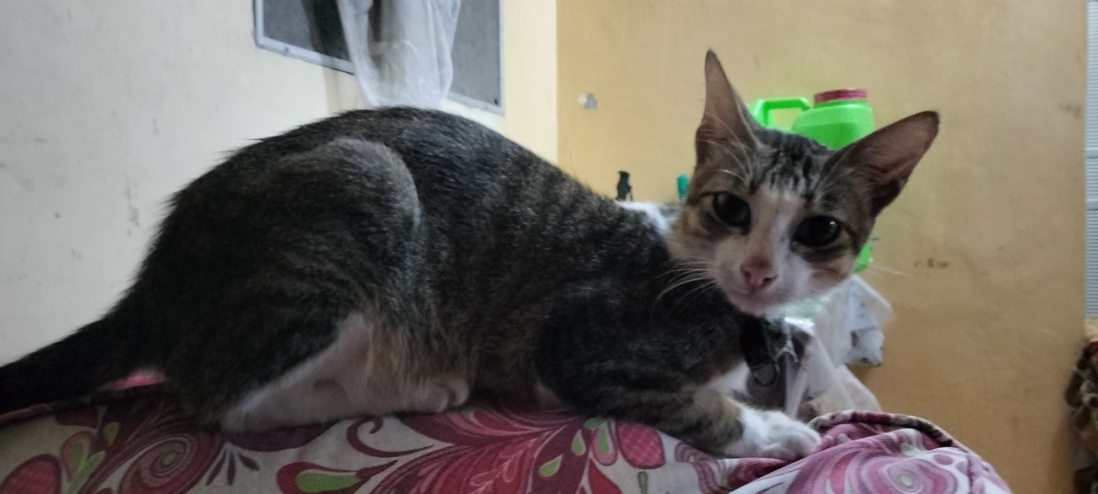 Overreacting to Stimuli (image credits: wikimedia)