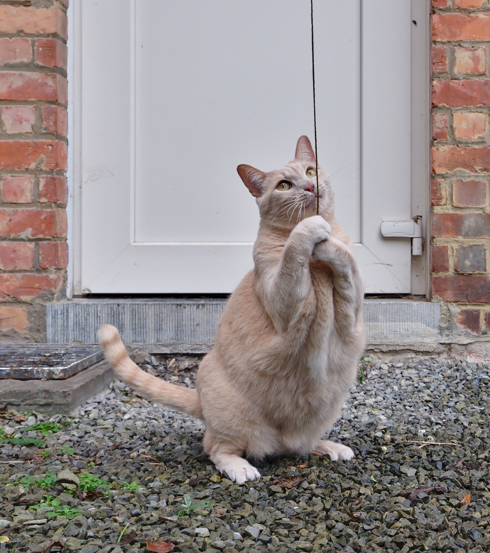 Promoting Social Play in Multi-Cat Homes (image credits: wikimedia)