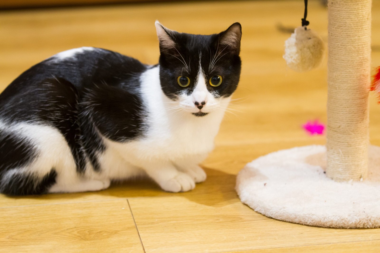 Supporting Cats with Special Needs (image credits: wikimedia)