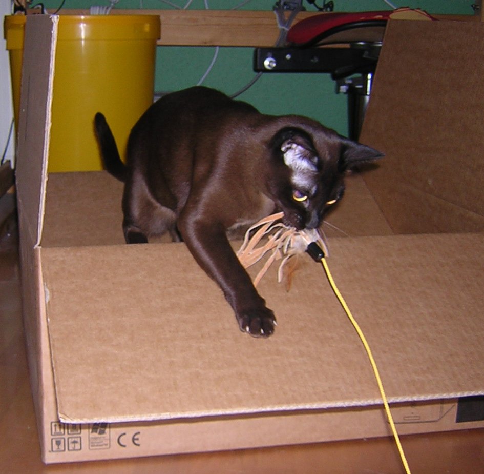 Rotate Their Toys Regularly (image credits: wikimedia)