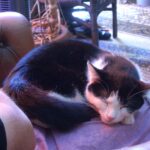 8 Ways to Show Your Cat Affection Without Picking Them Up