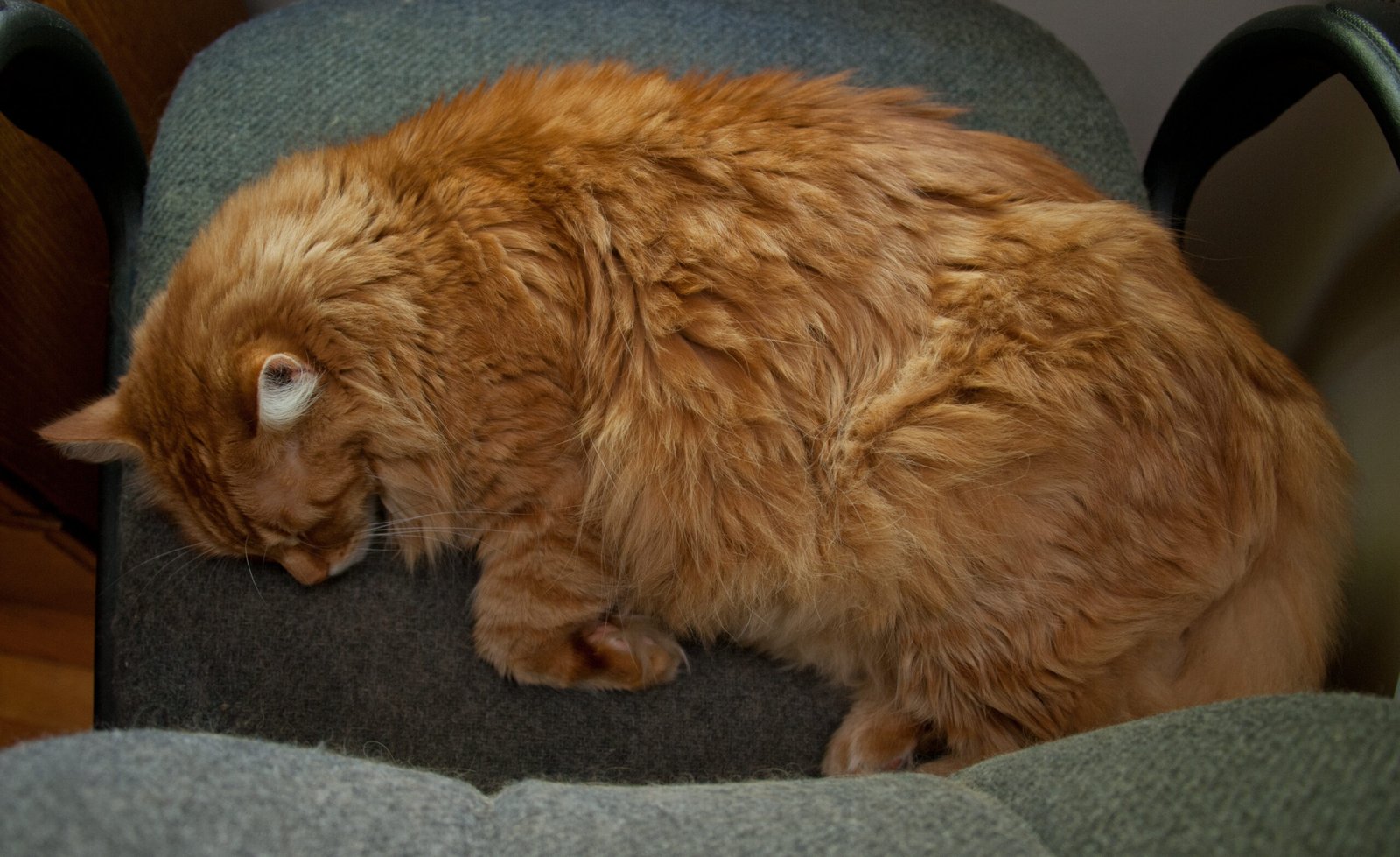 Routine: The Cornerstone of a Cat’s Happiness (image credits: wikimedia)