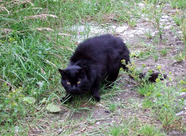 The Role of Territorial Behavior (image credits: wikimedia)