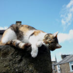 Understanding Cat Humor: Do Cats Have a Funny Bone?