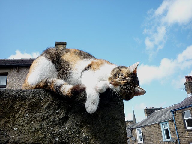 Understanding Cat Humor: Do Cats Have a Funny Bone? (image credits: wikimedia)