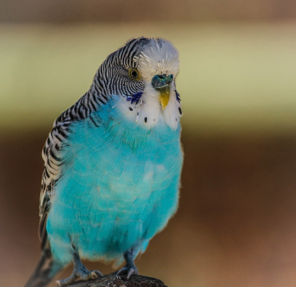 The Budgerigar: A Pint-Sized Party on Wings (image credits: rawpixel)