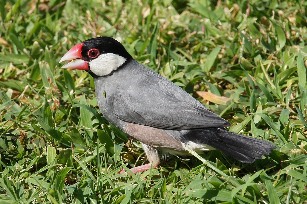 The Java Sparrow: The Chubby-Cheeked, Gentle Giant (image credits: rawpixel)