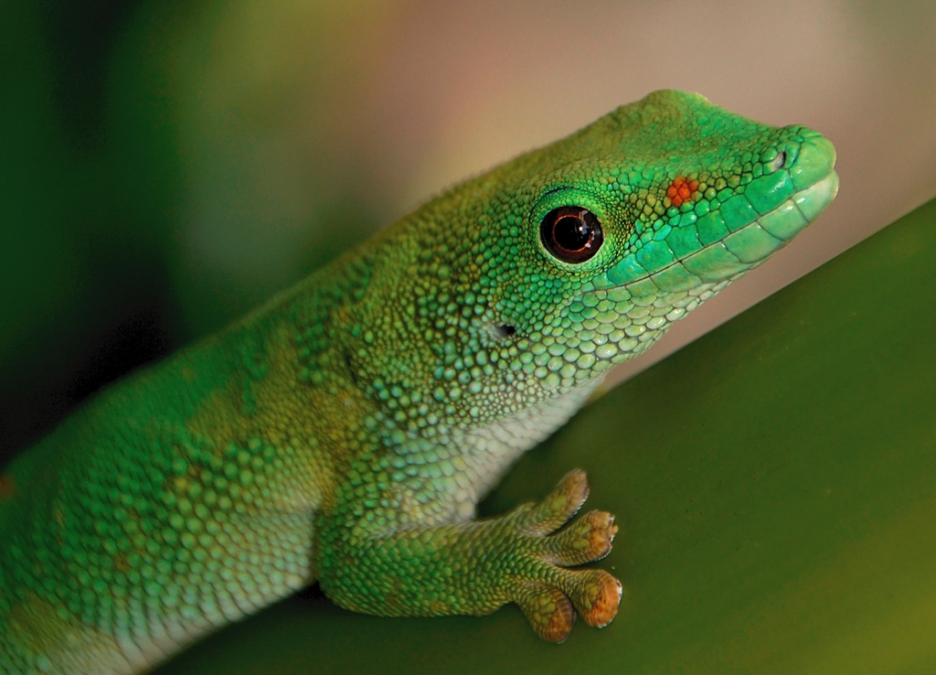The Madagascar Day Gecko: Window Clinger (image credits: rawpixel)
