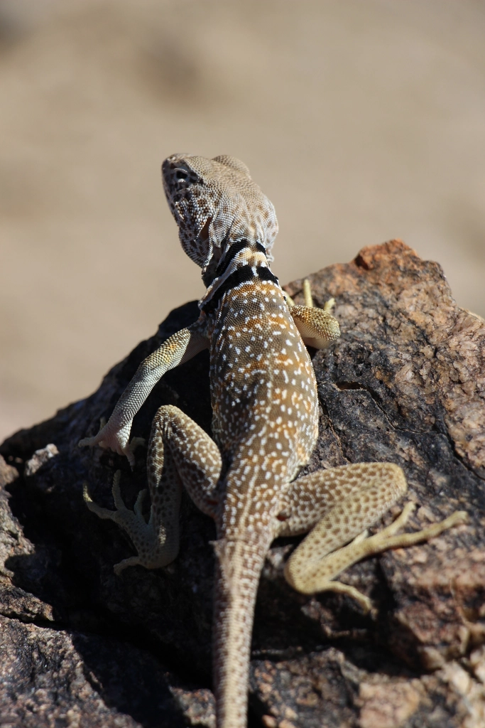 The Collared Lizard: Head Bobber and Poser (image credits: rawpixel)