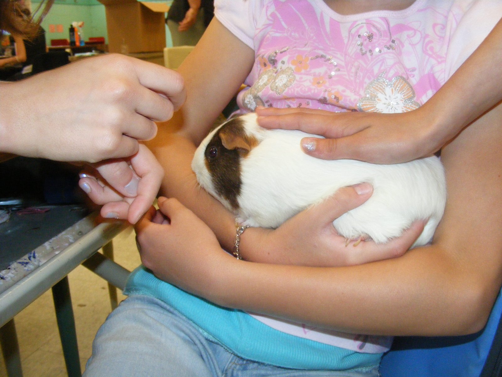 Guinea Pig Group Therapy (image credits: wikimedia)