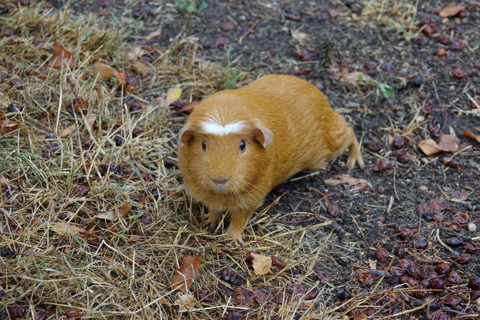 Guinea Pig-Inspired Creativity (image credits: wikimedia)