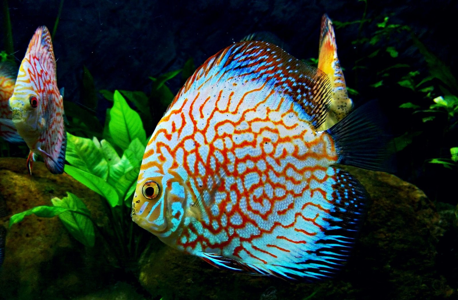 Discus Fish: The Family-Oriented Thinkers (image credits: wikimedia)