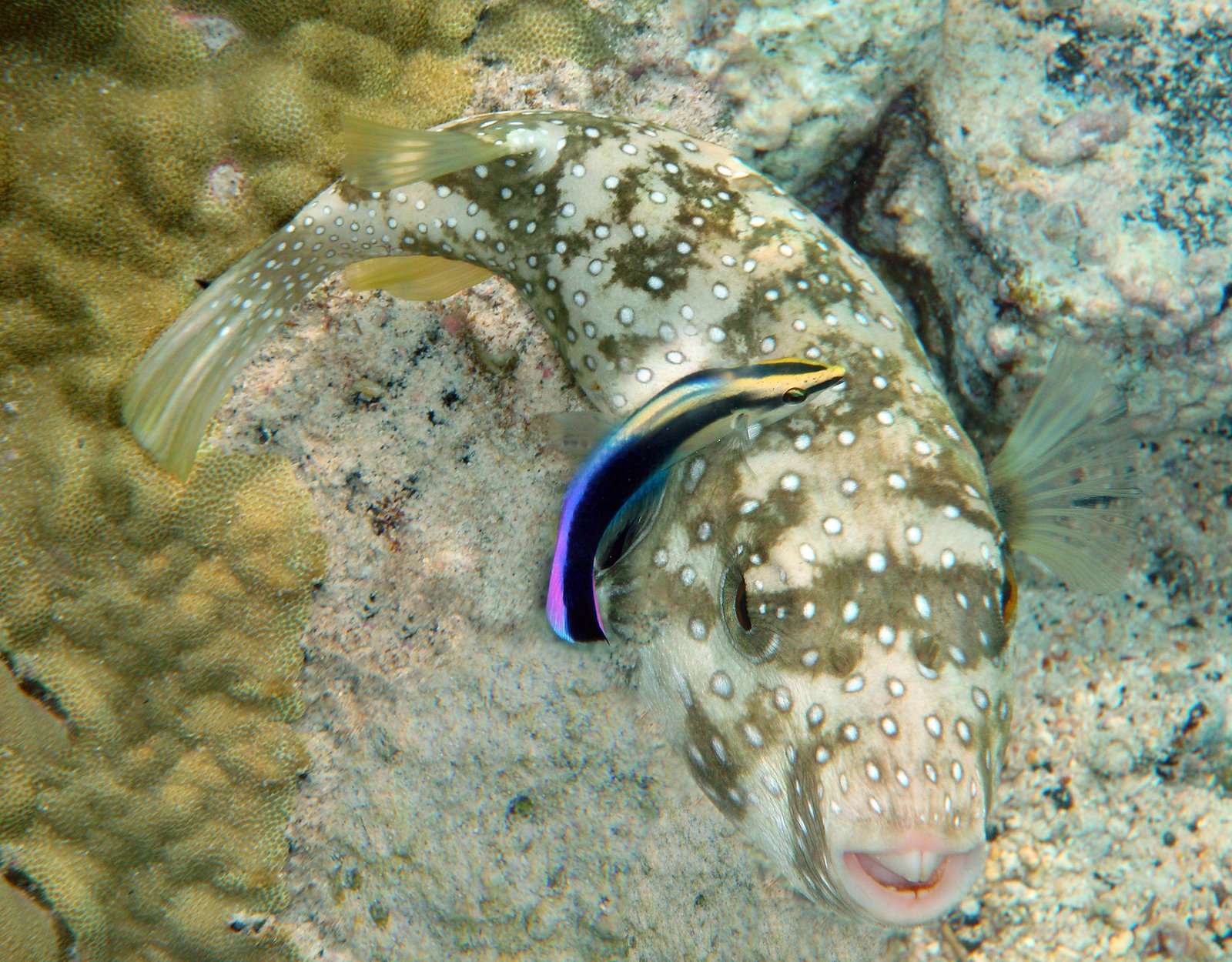 Cleaner Wrasse: The Caring Cleaners (image credits: wikimedia)