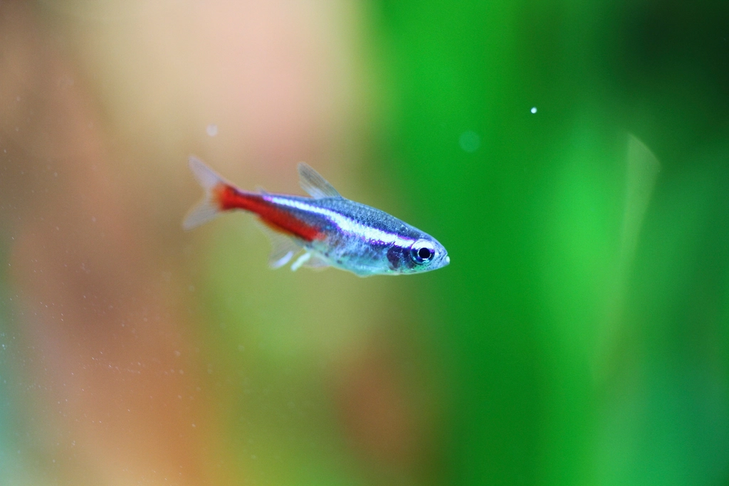 Neon Tetras: The Coordinated Dancers (image credits: rawpixel)