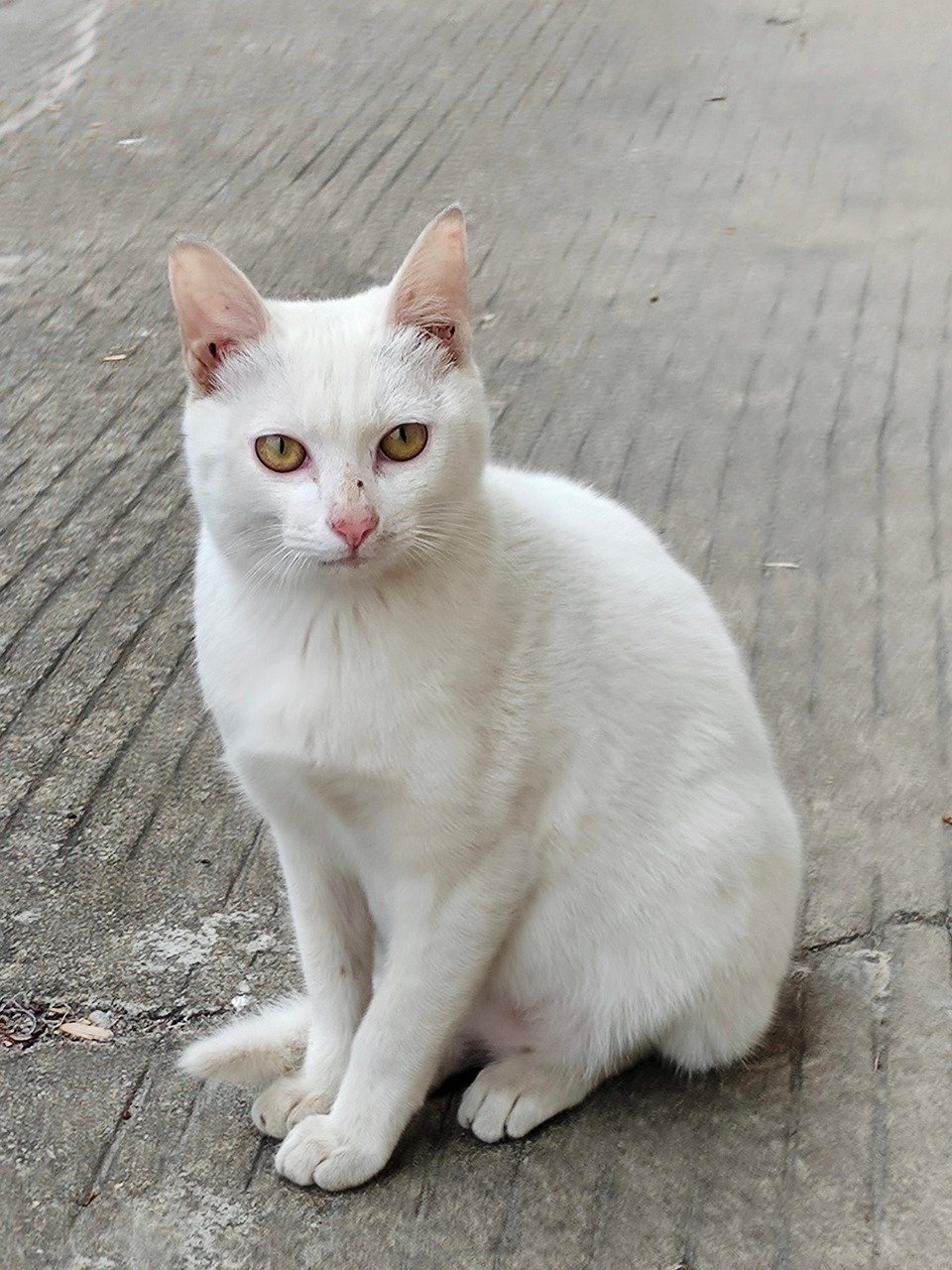 Khao Manee: Thailand's Diamond-Eyed Treasure (image credits: pixabay)