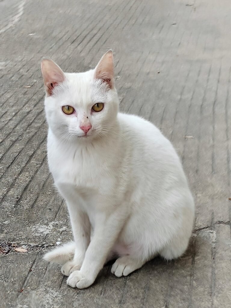 9 Rare Cat Breeds (You've Probably Never Heard Of)