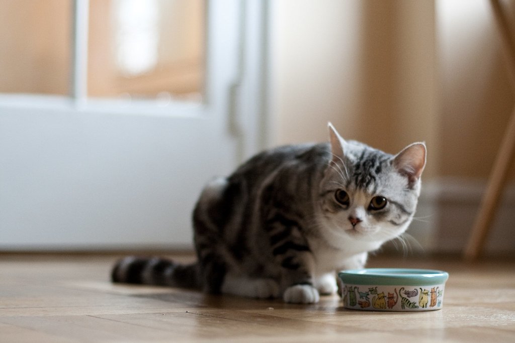 Scottish Folds Keep Their Owl-Like Charm (image credits: flickr)