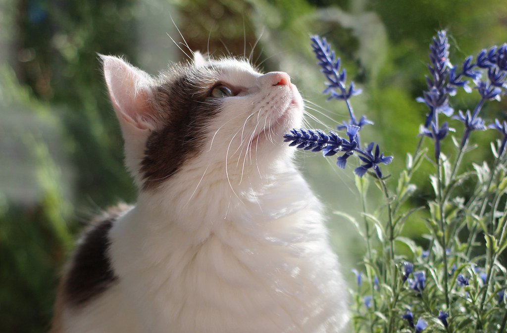 Siberian Cats Embrace Their Wild Heritage (image credits: flickr)