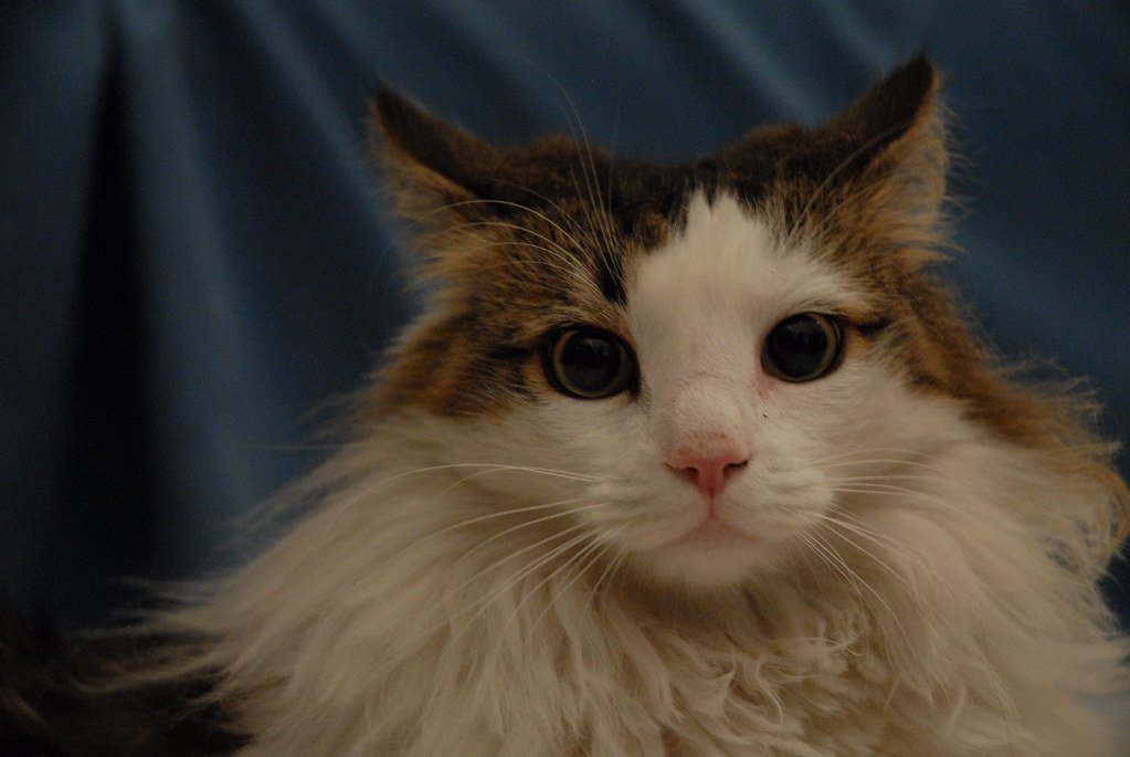 Norwegian Forest Cats Master the Art of Majestic Fluff (image credits: flickr)
