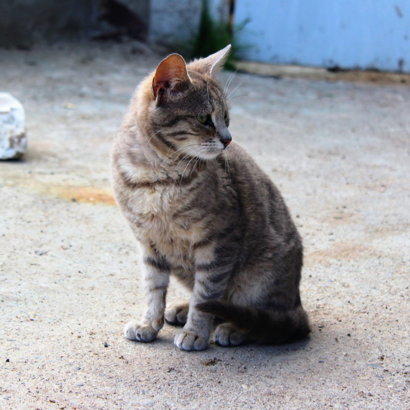 Cuter as Adults? 12 Cat Breeds That Age Beautifully