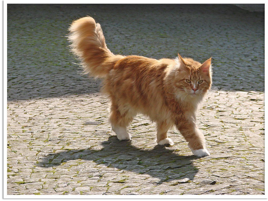 Maine Coon - The Gentle Giant Who Thinks Dogs Are Just Big Cats (image credits: flickr)