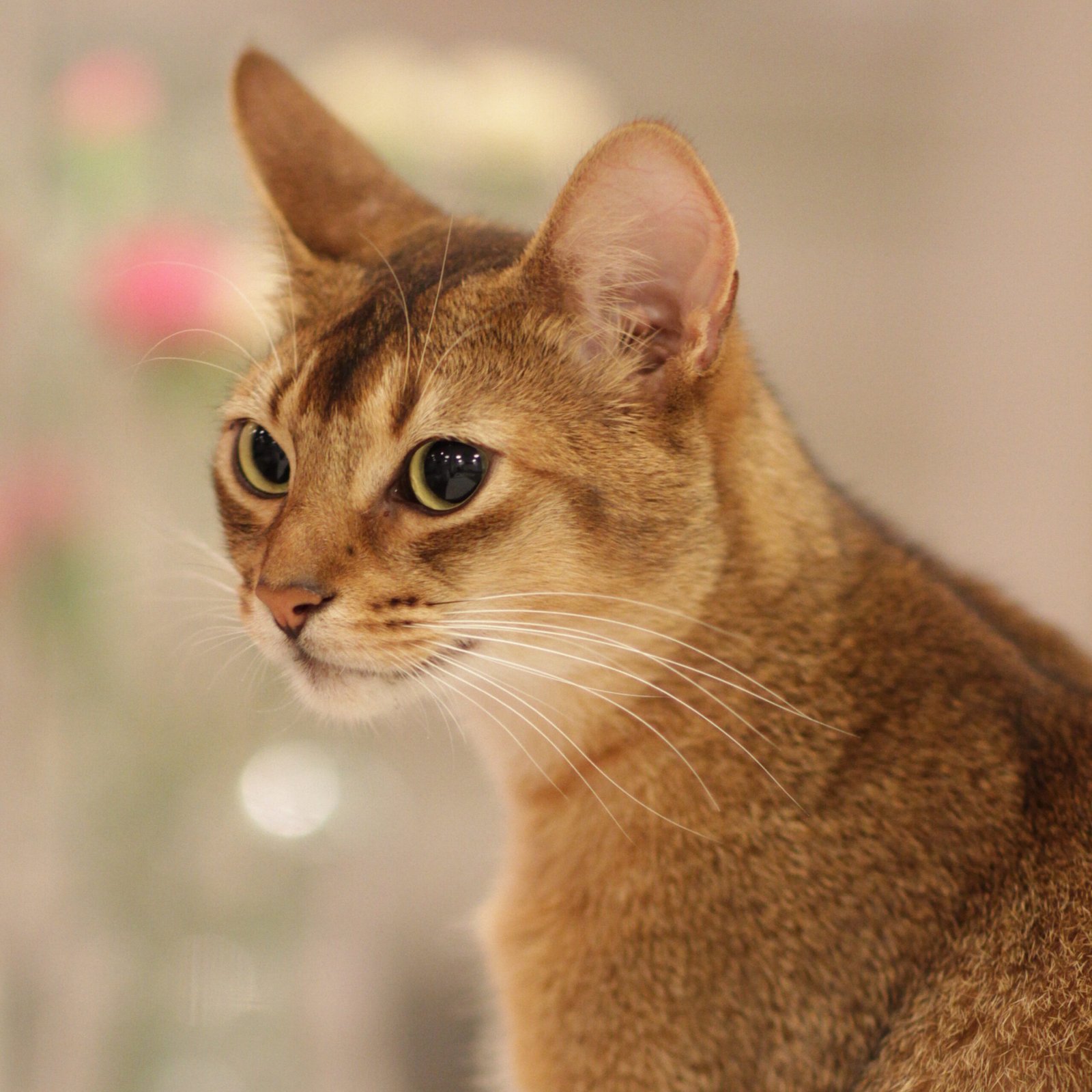 Abyssinian - The Athletic Adventurer Who Matches Dog Energy (image credits: wikimedia)