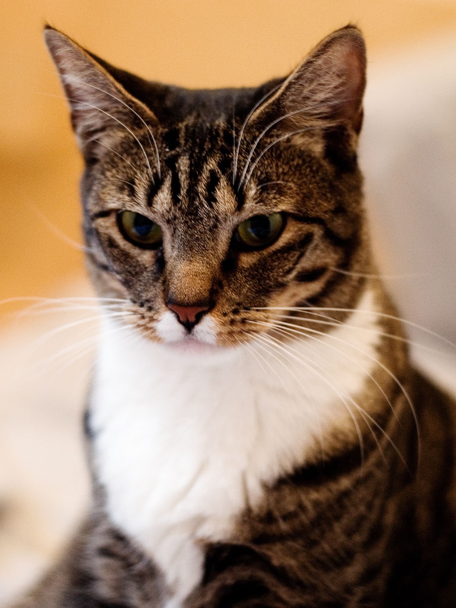 American Shorthair - The Easygoing Neighbor Who Gets Along with Everyone (image credits: wikimedia)