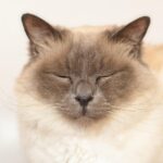 Dog-Friendly Felines: 10 Cat Breeds That Love Canines
