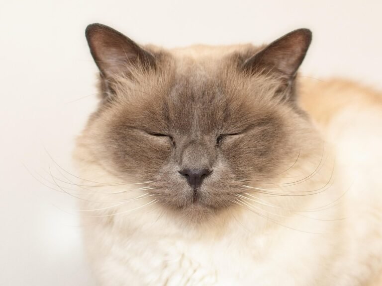 Dog-Friendly Felines: 10 Cat Breeds That Love Canines