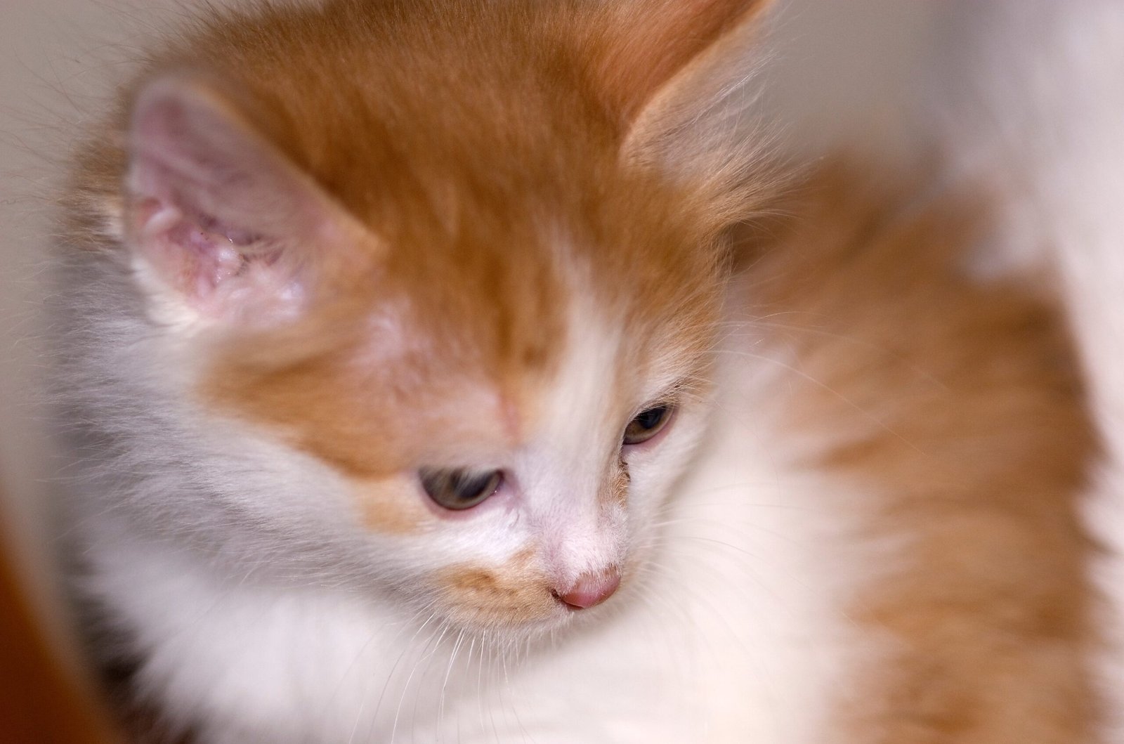 Kurilian Bobtail: The Cat with a Pom-Pom Tail (image credits: wikimedia)