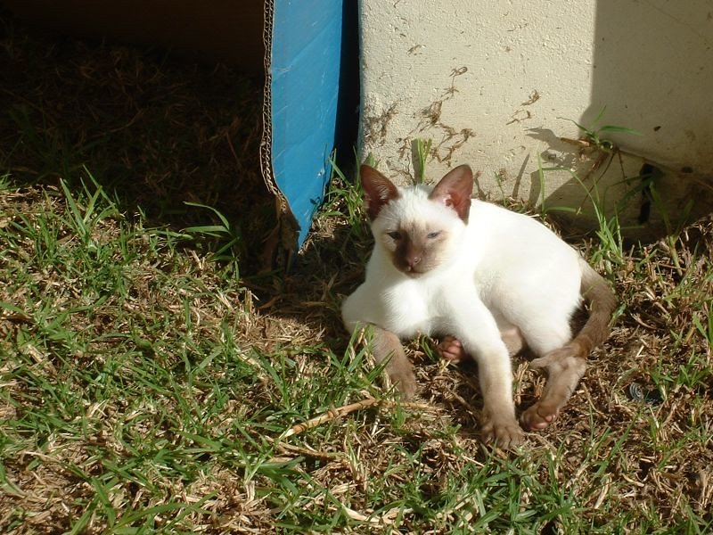 Siamese: Chatty Seniors Who Never Stop Talking or Playing (image credits: flickr)