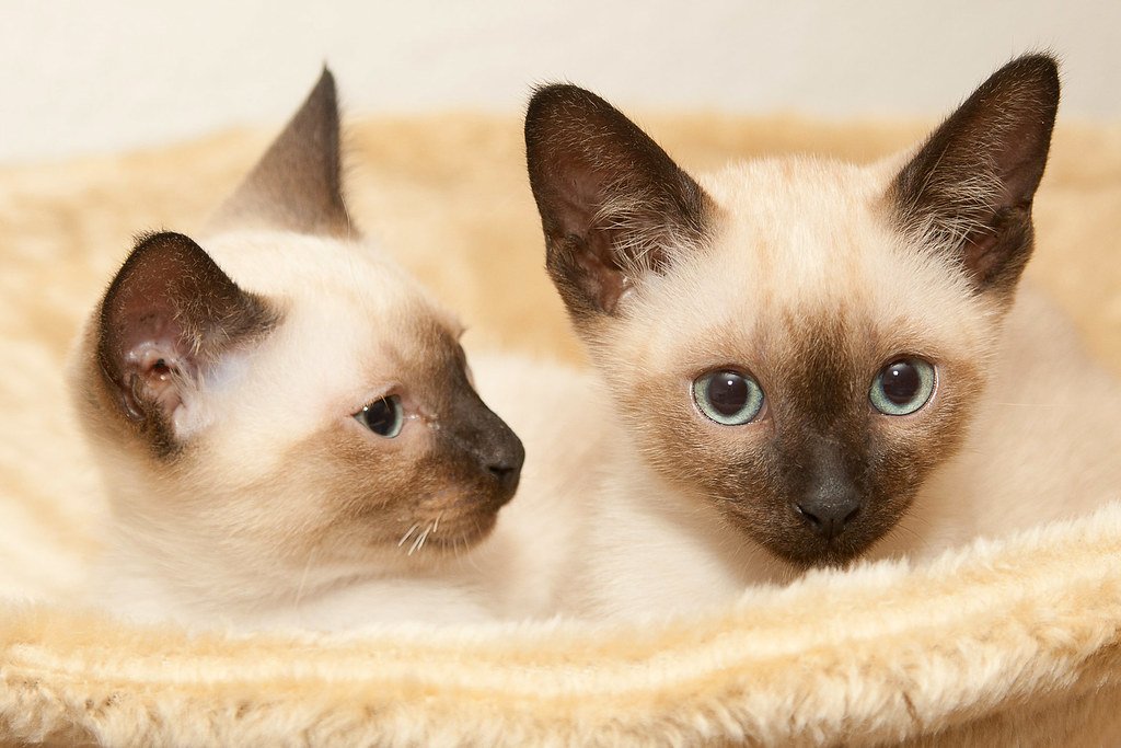 Siamese: The Vocal Royalty of Siam (image credits: flickr)