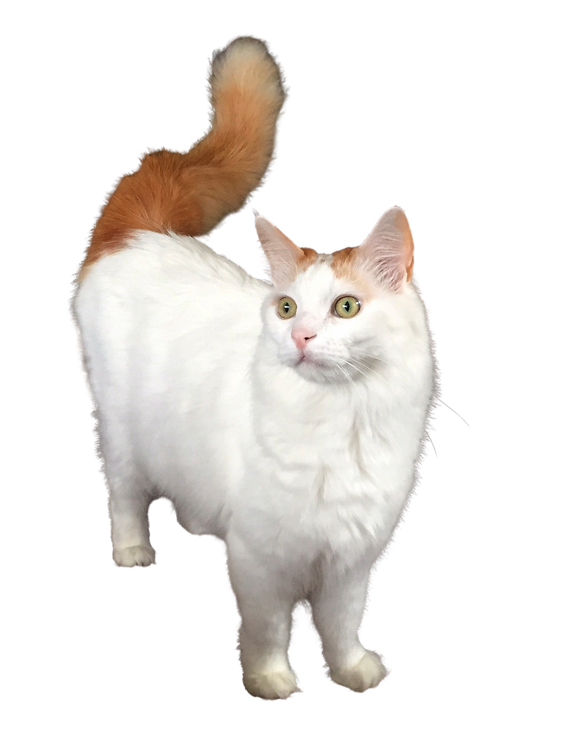 Turkish Van: Water-Loving Seniors Who Still Make Waves (image credits: wikimedia)