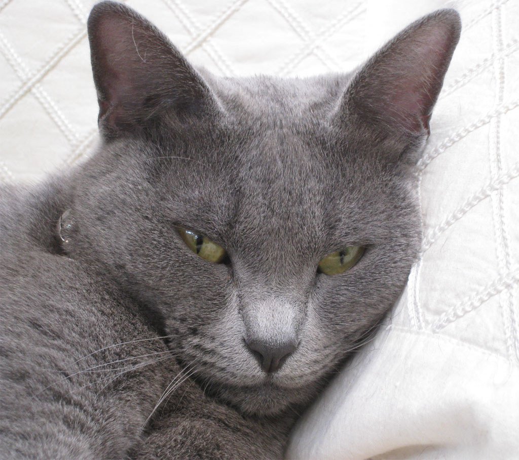 Korat: Thailand's Silver Good Luck Charm (image credits: flickr)